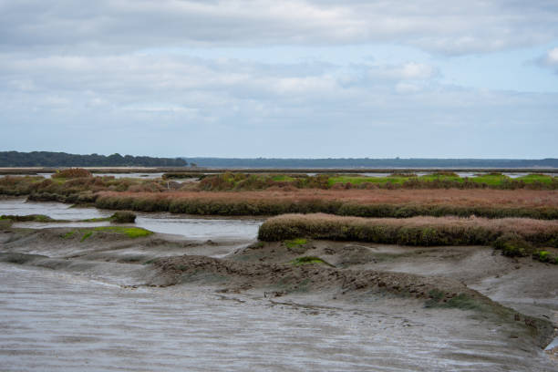 istock river estuary sado in Portugal 1126020720