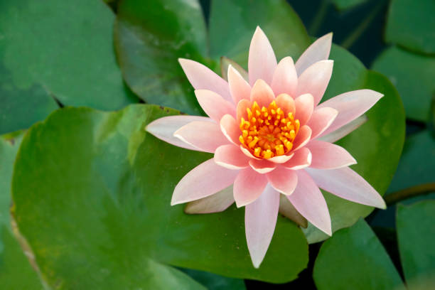 istock Lotus flower with green leaf background 1126021380
