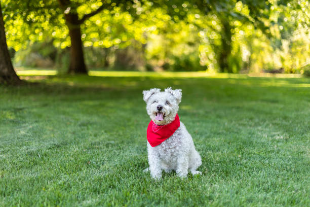 Happy little white dog with red bandana sitting in the grass in the park on a beautiful summer day Happy little white dog with red bandanna sitting in the grass in the park on a beautiful summer day poodle color image animal sitting stock pictures, royalty-free photos & images