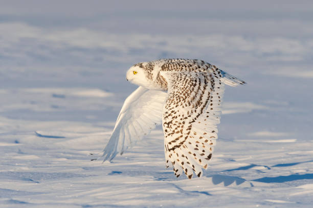 istock Snowy owl, bubo scandiacus, bird in flight 1126022994