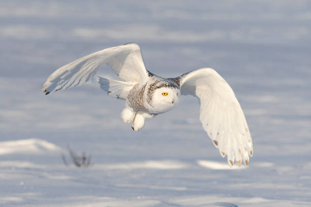 istock Snowy owl, bubo scandiacus, bird in flight 1126023000