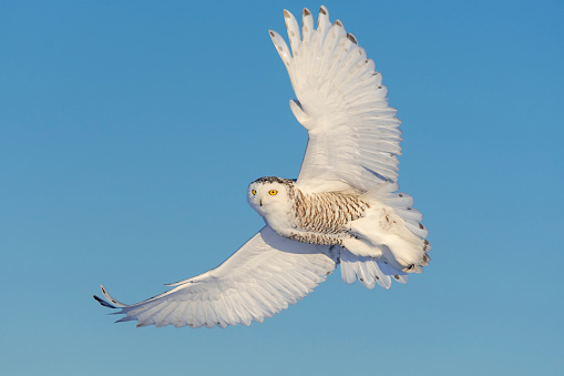 Great-horned owl in flight, Quebec, Canada