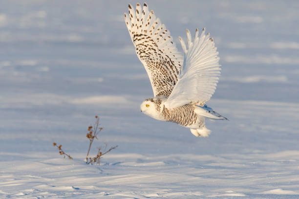 istock Snowy owl, bubo scandiacus, bird in flight 1126023045