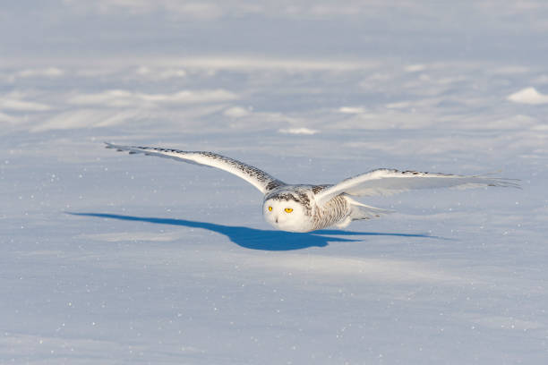 istock Snowy owl, bubo scandiacus, bird in flight 1126023046