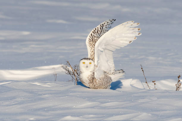 istock Snowy owl, bubo scandiacus, bird in flight 1126023071