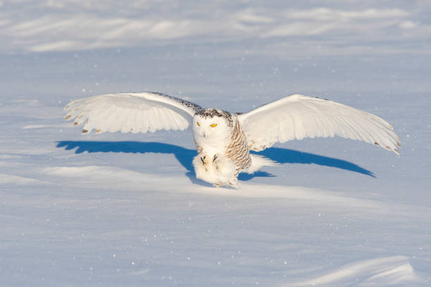 istock Snowy owl, bubo scandiacus, bird in flight 1126023102