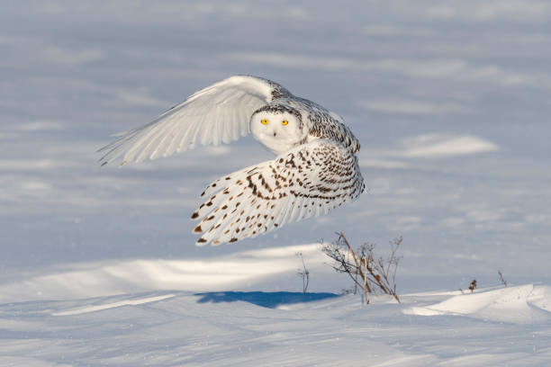 istock Snowy owl, bubo scandiacus, bird in flight 1126023157