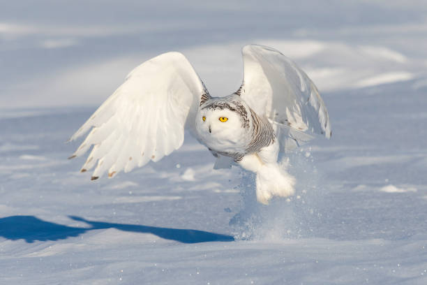 istock Snowy owl, bubo scandiacus, bird in flight 1126023290