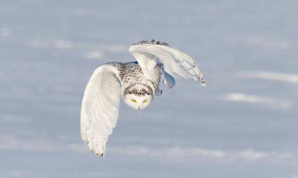 istock Snowy owl, bubo scandiacus, bird in flight 1126023291
