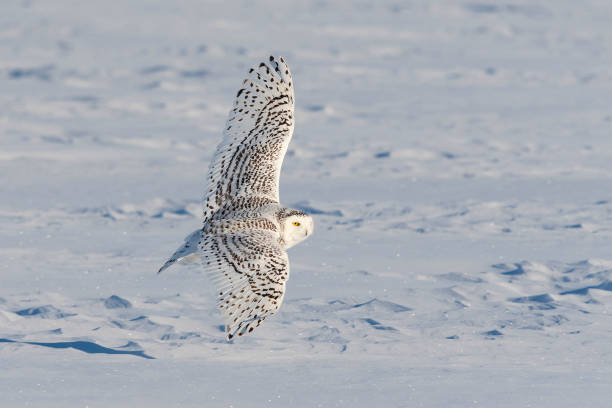 istock Snowy owl, bubo scandiacus, bird in flight 1126023321