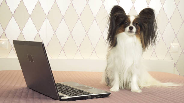 istock Papillon dog is lying near the laptop on bed 1126023330