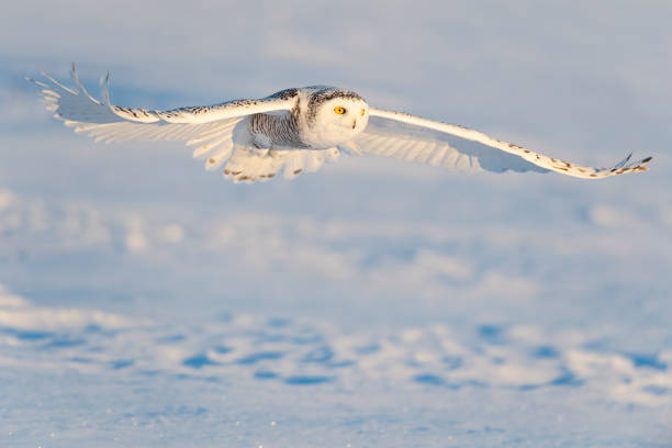 istock Snowy owl, bubo scandiacus, bird in flight 1126023333