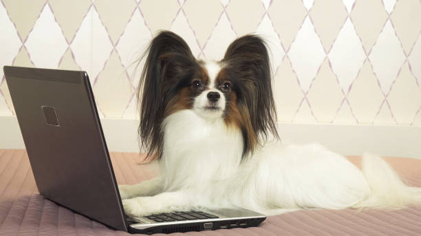 istock Papillon dog is lying near the laptop on bed 1126023344