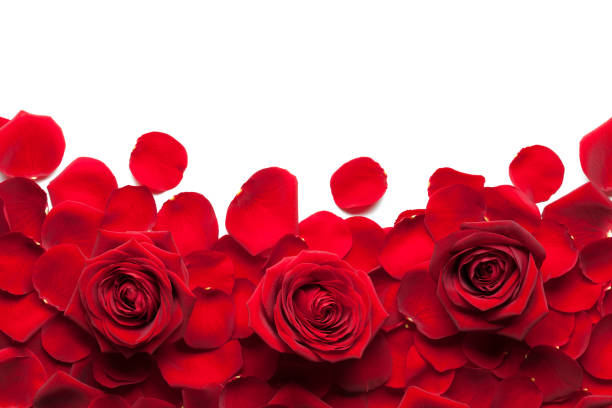 istock Red roses petals isolated on white background 1126023354