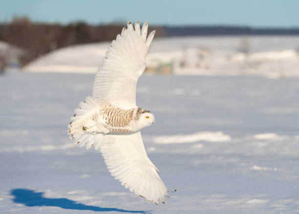 istock Snowy owl, bubo scandiacus, bird in flight 1126023368