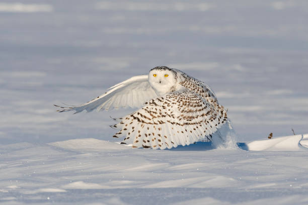 istock Snowy owl, bubo scandiacus, bird in flight 1126023371
