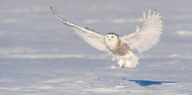 istock Snowy owl, bubo scandiacus, bird in flight 1126023943