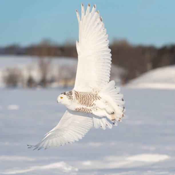 istock Snowy owl, bubo scandiacus, bird in flight 1126024087