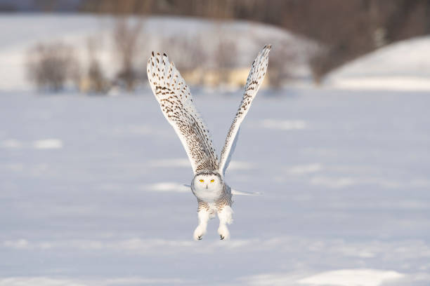 istock Snowy owl, bubo scandiacus, bird in flight 1126024114