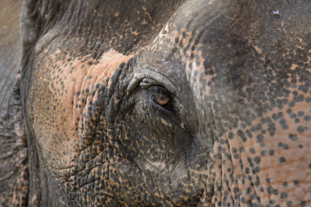 istock Close up of an Asian Elephant from Thailand 1126024258