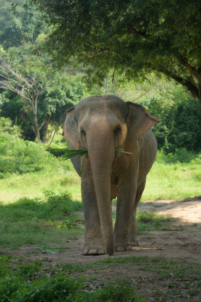 istock Thailand's Asian Elephant walking through the trees 1126024261