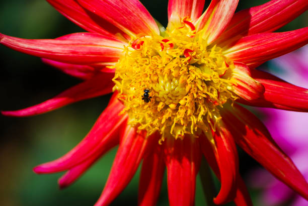istock Bee are sucking nectar from red flower, Pollination with natural methods. 1126028890