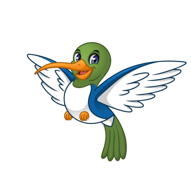 Hummingbird Cartoon Character Design Vector Illustration Stock Illustration  - Download Image Now - iStock