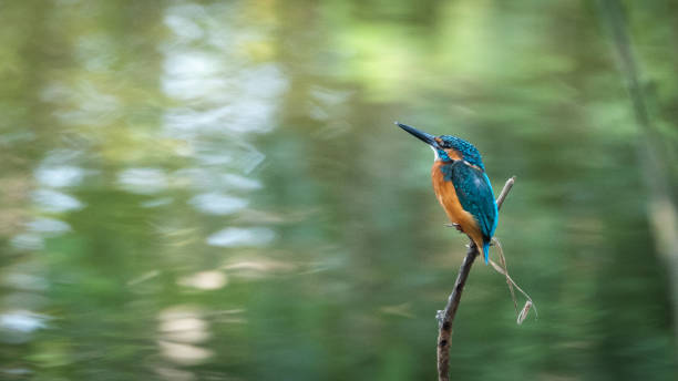 istock Male Common kingfisher perched beside lake 1126032027