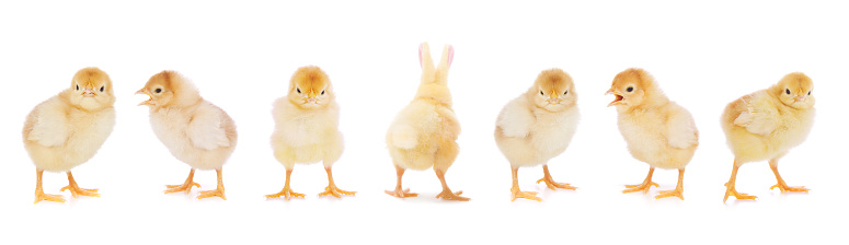 Easter baby chicken set with bunny tail and ears isolated on white: Standing out from the crowd concept