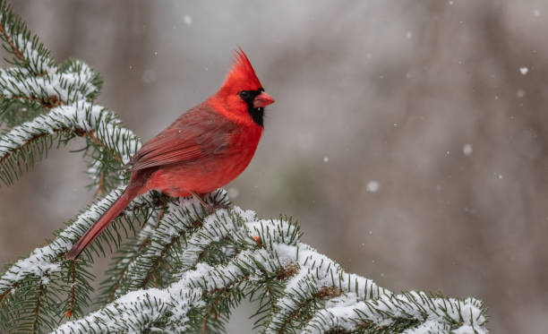istock Northern Cardinal in Snow 1126033134