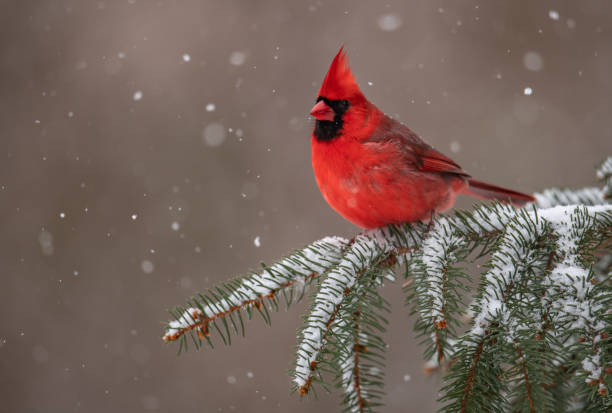 istock Northern Cardinal in Snow 1126033136