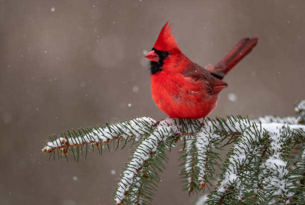 istock Northern Cardinal in Snow 1126033198