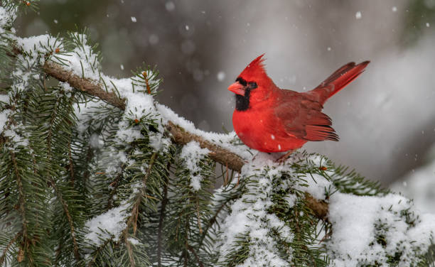 istock Northern Cardinal in Snow 1126033203