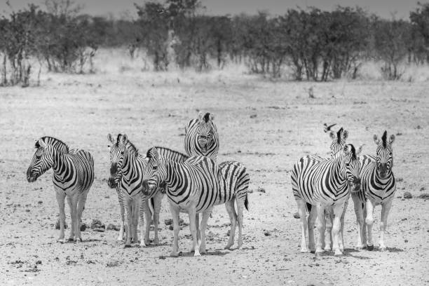 istock B&W  group of Zebra in Etosha 1126033392
