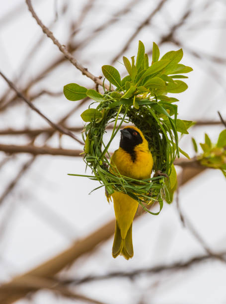Masked weaver bird building a nest in Etosha, namibia - early stage of development