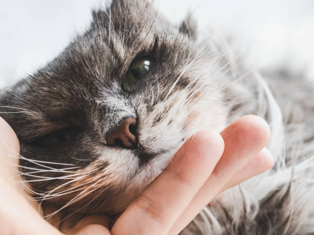 istock Female hand and cute, charming, gentle kitten 1126035525