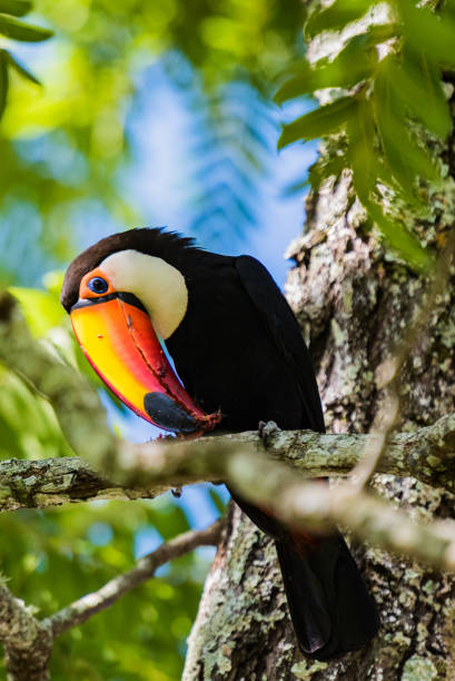istock Toucan on tree branch Brazil 1126036215