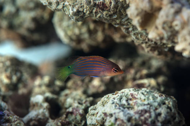 six line wrasse in the coral reef six line wrasse in the coral reef fairy wrasse stock pictures, royalty-free photos & images