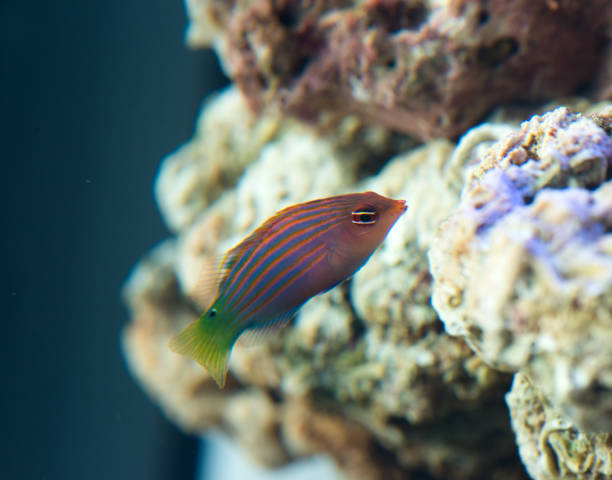 six line wrasse in the coral reef six line wrasse in the coral reef fairy wrasse stock pictures, royalty-free photos & images
