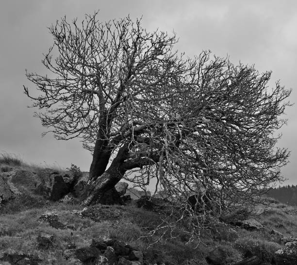 istock Tree by Tidal Inlet, Larva rock  and Tussock surrounded by sea 1126036645