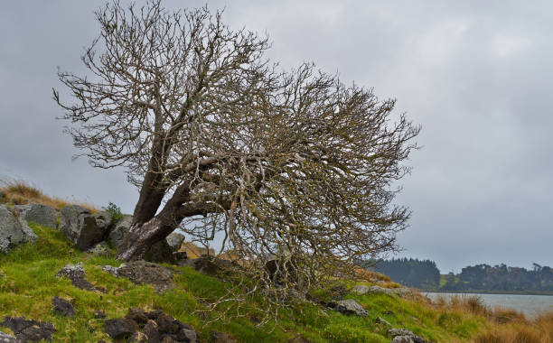 istock Tree by Tidal Inlet, Larva rock  and Tussock surrounded by sea 1126036650
