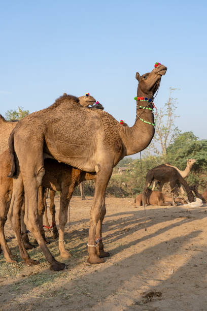 Camels in desert Thar during Pushkar Camel Fair, Rajasthan, India Large herd of camels in desert Thar during the annual Pushkar Camel Fair near holy city Pushkar, Rajasthan, India. This fair is largest camel trading fair in the world jaisalmer stock pictures, royalty-free photos & images