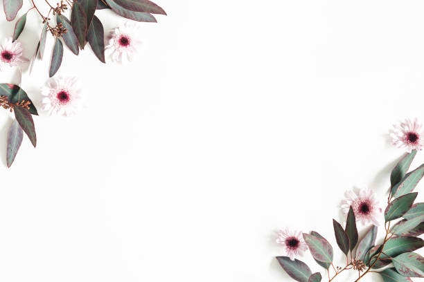istock Eucalyptus leaves and pink flowers on white background. Flat lay, top view, copy space 1126038638