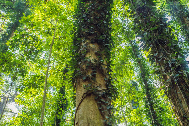 istock Thick thickets of rainforest, Bali Island, Indonesia 1126039553