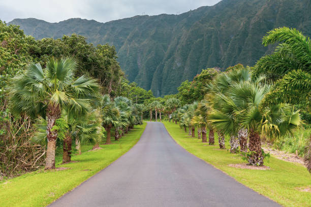 jardim botânico de hoomaluhia - jardim botânico - fotografias e filmes do acervo