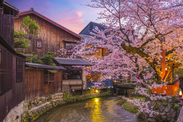 白川の桜 bloddom - 祇園 ストックフォトと画像