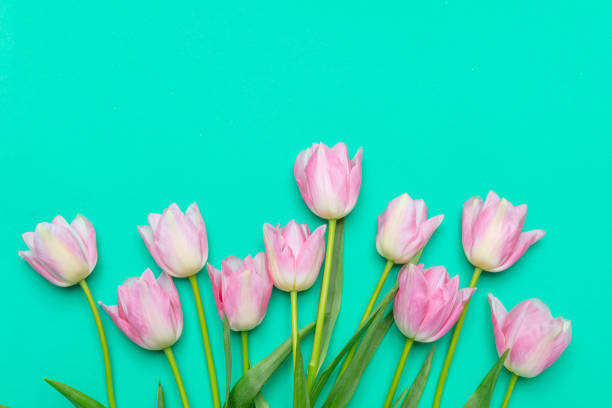 istock Springtime, easter. Pink tulips on green background, top view, copy space 1126042061