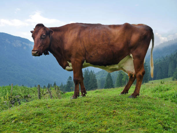 istock brown cow mountain field 1126043052