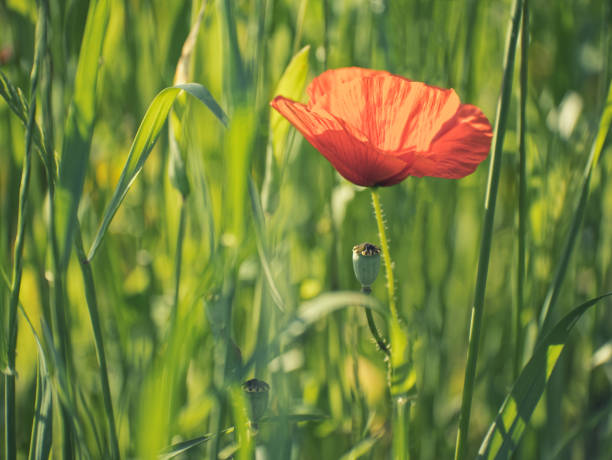 istock red poppy in a field desaturated 1126043061