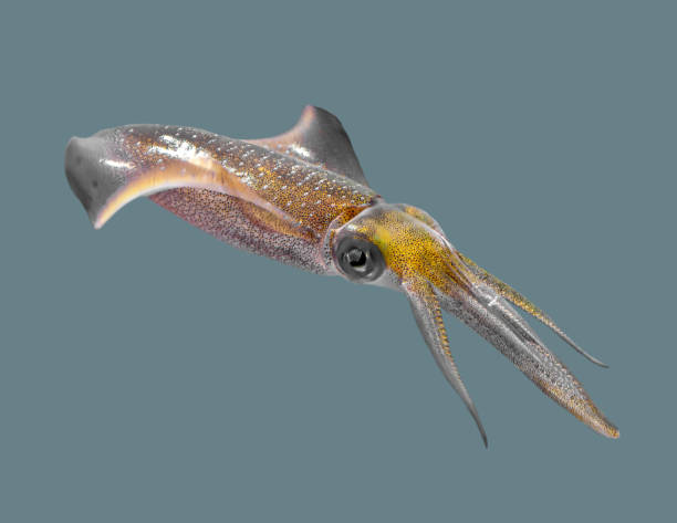 istock Sea squid on an isolated background 1126043094